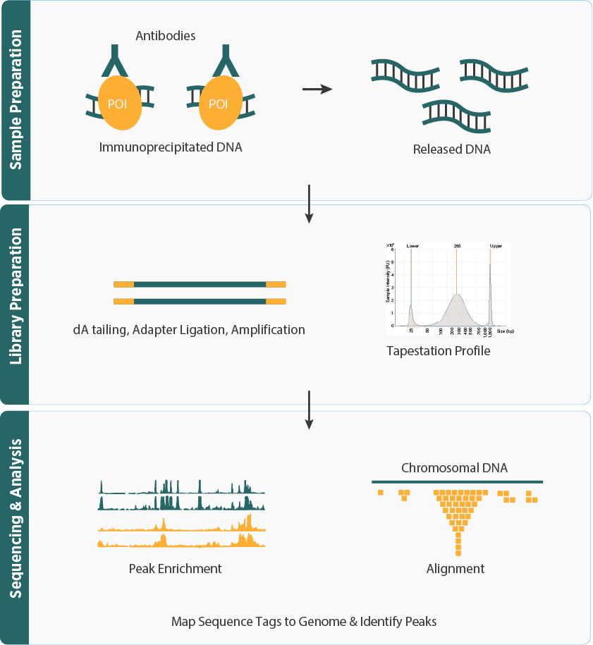 ChIP Workflow
