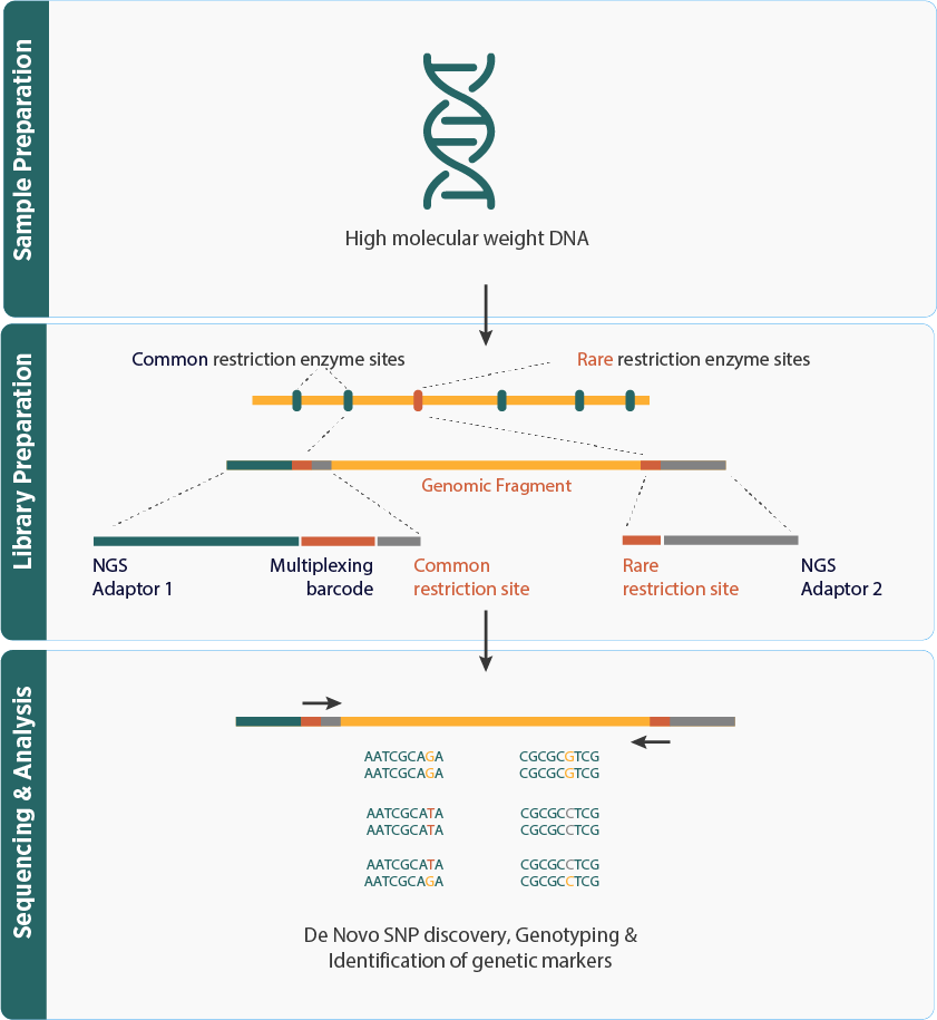 SNP Genotyping Overview