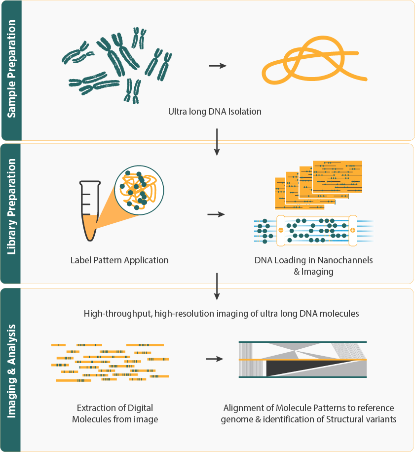 Optical Mapping Workflow