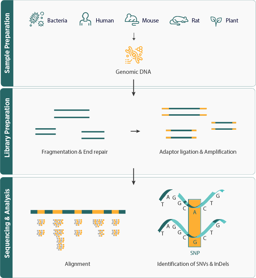 Resequencing Workflow