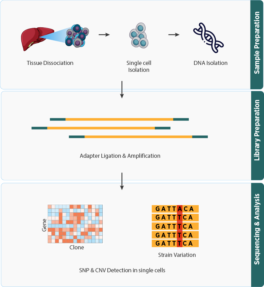 Single Cell DNA Sequencing