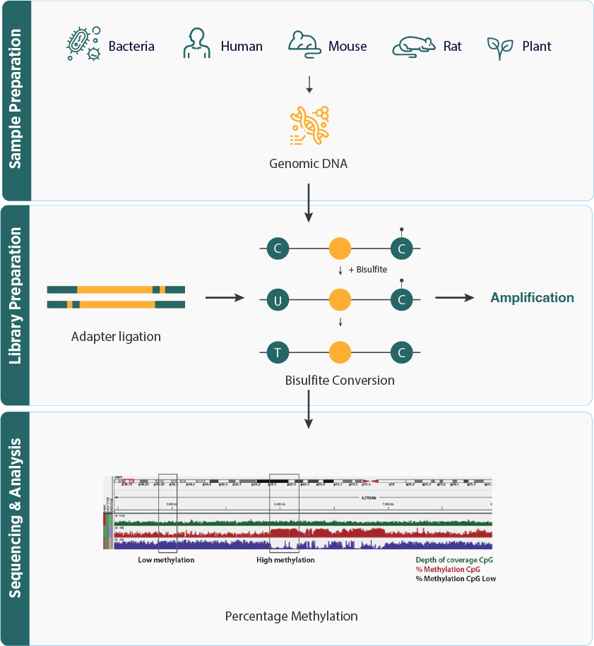 WGBS Workflow