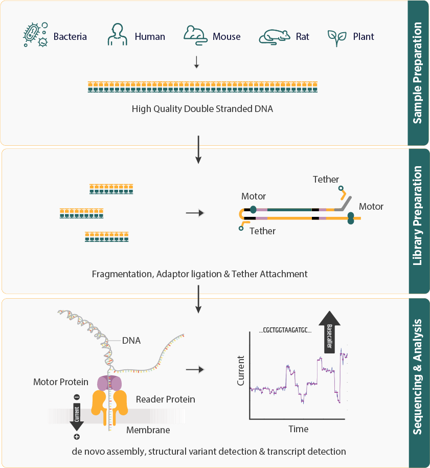 Long Read Sequencing