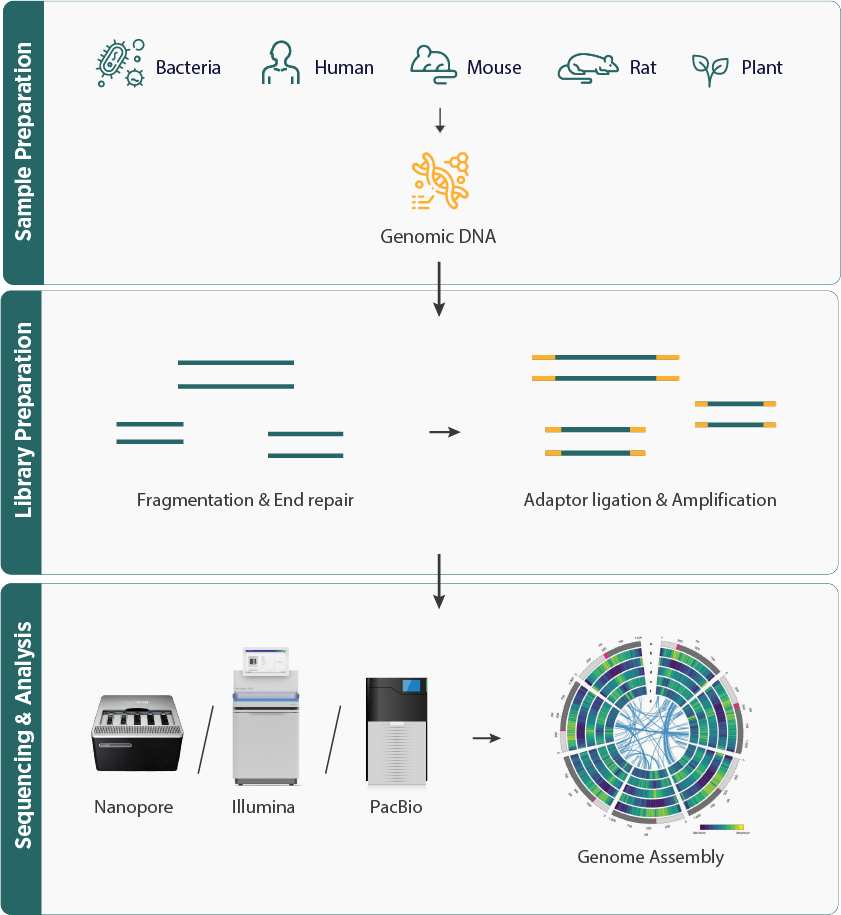 De Novo Assembly Workflow