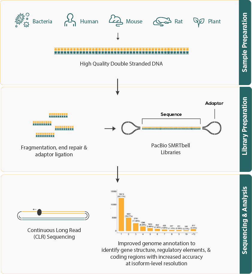 ISO Sequencing using PacBio Workflow