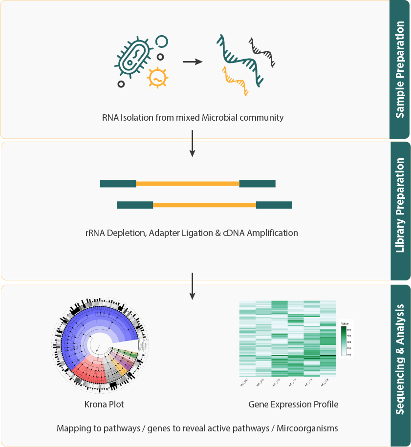 Metatranscriptomics Workflow