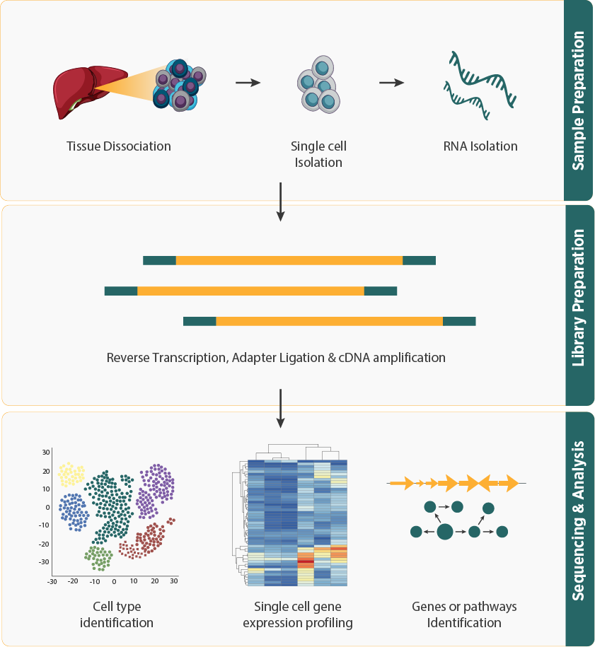 Single Cell RNA Sequencing Workflow