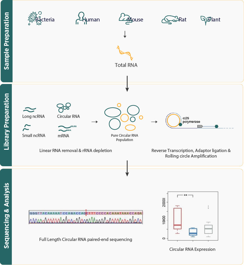 Circular RNA Sequencing Workflow