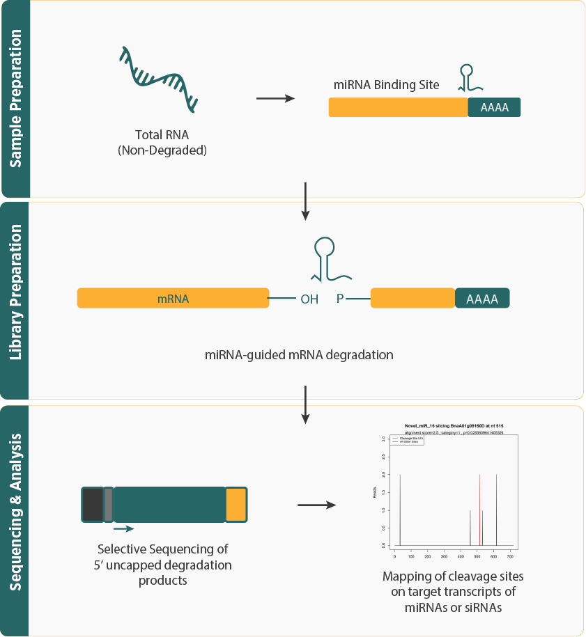 Degradome Sequencing Workflow