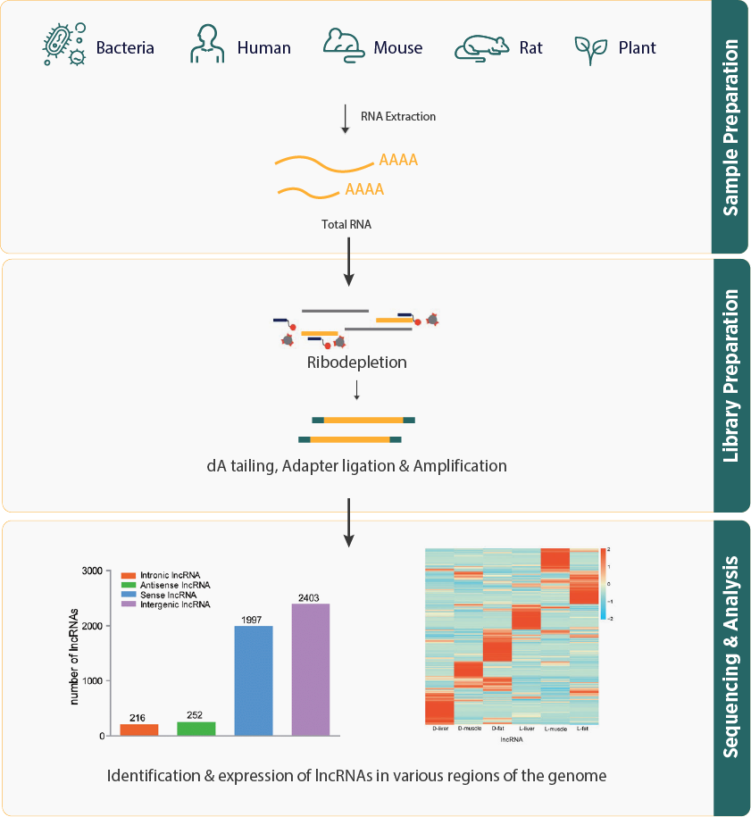 lncRNA Sequencing Workflow