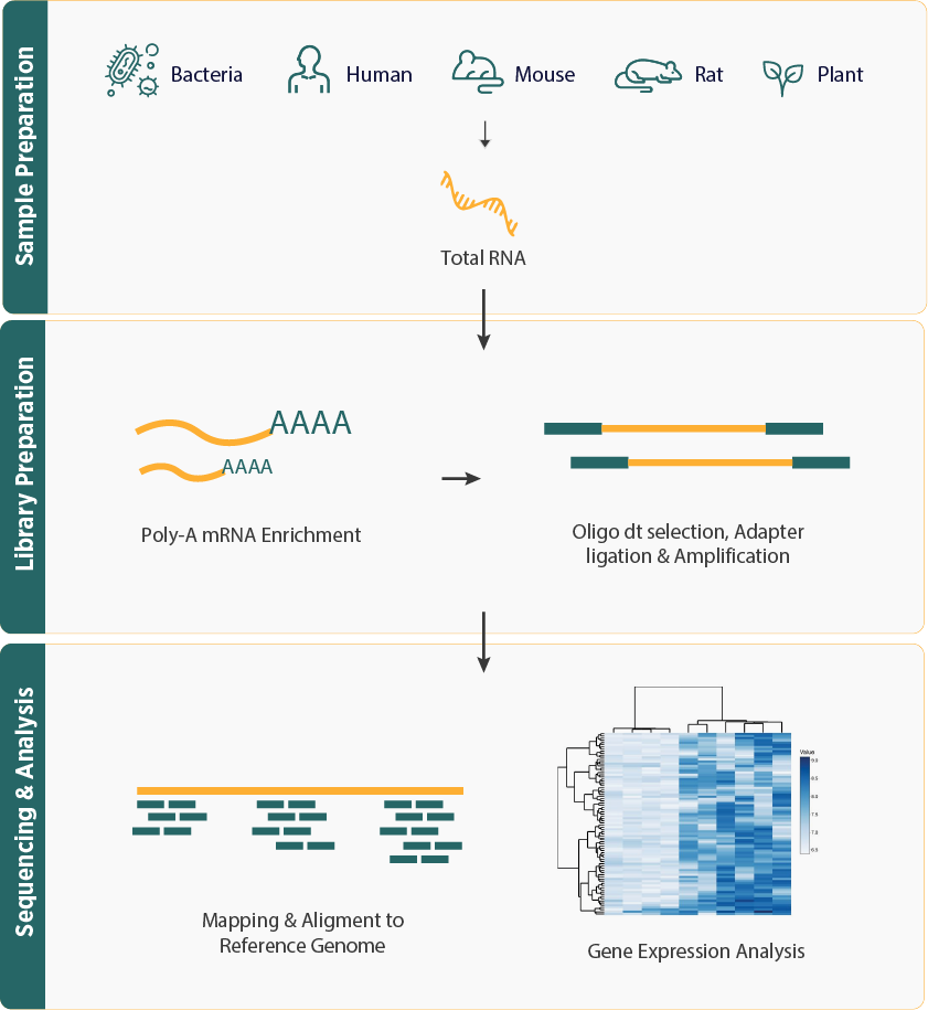 mRNA Sequencing Workflow