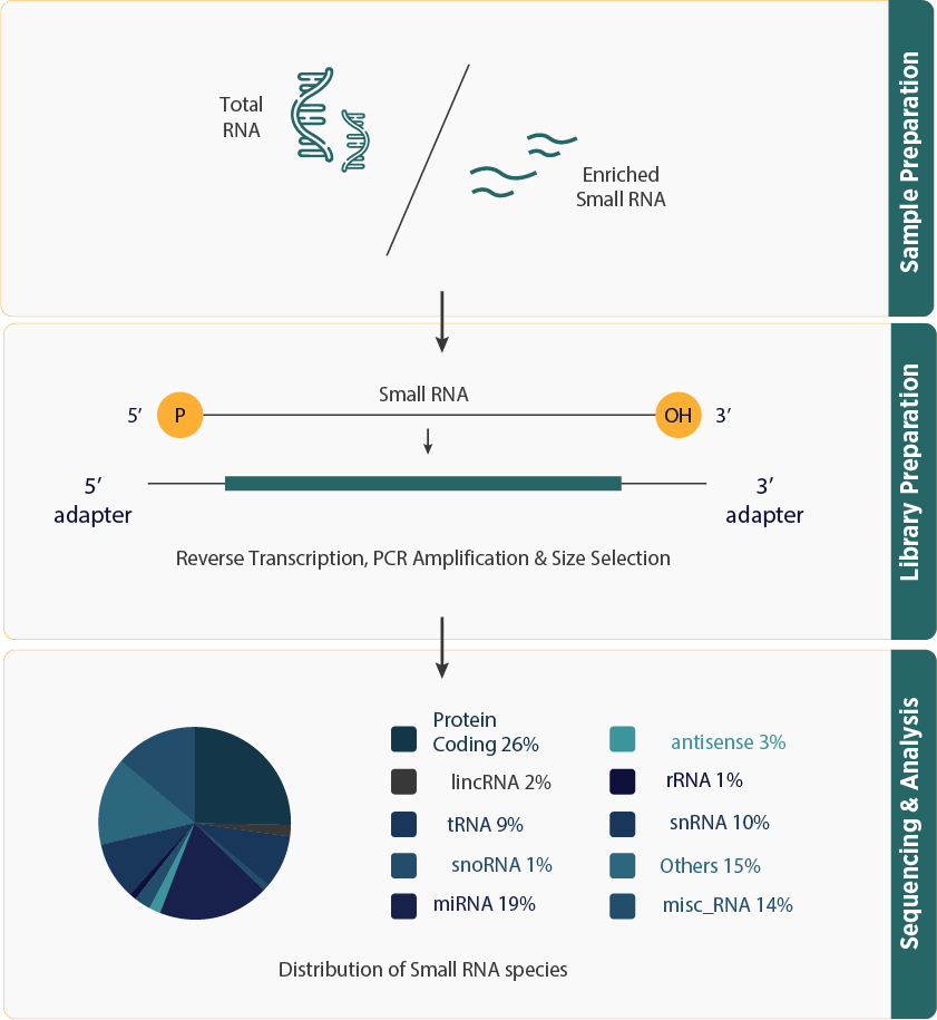 Small RNA Sequencing Workflow