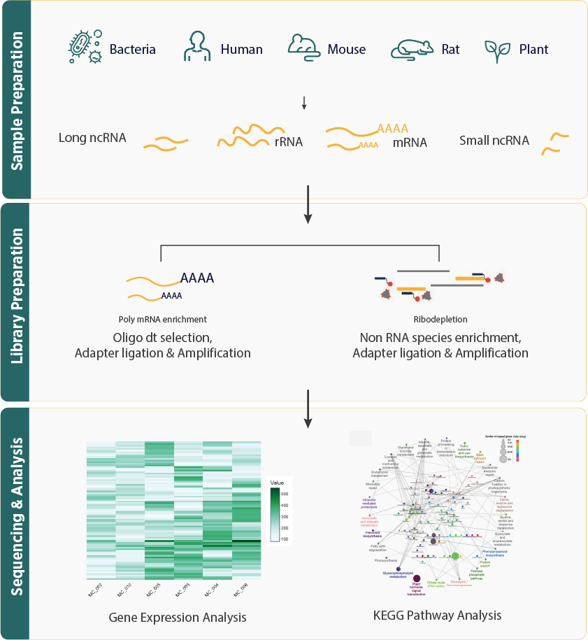 Whole Transcriptome Sequencing Workflow